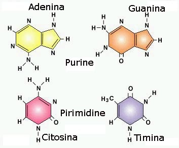 Programma di biologia in breve:concetti essenziali - Proteine, Carboidrati, Lipidi, Gli acidi nucleici, LA CELLULA